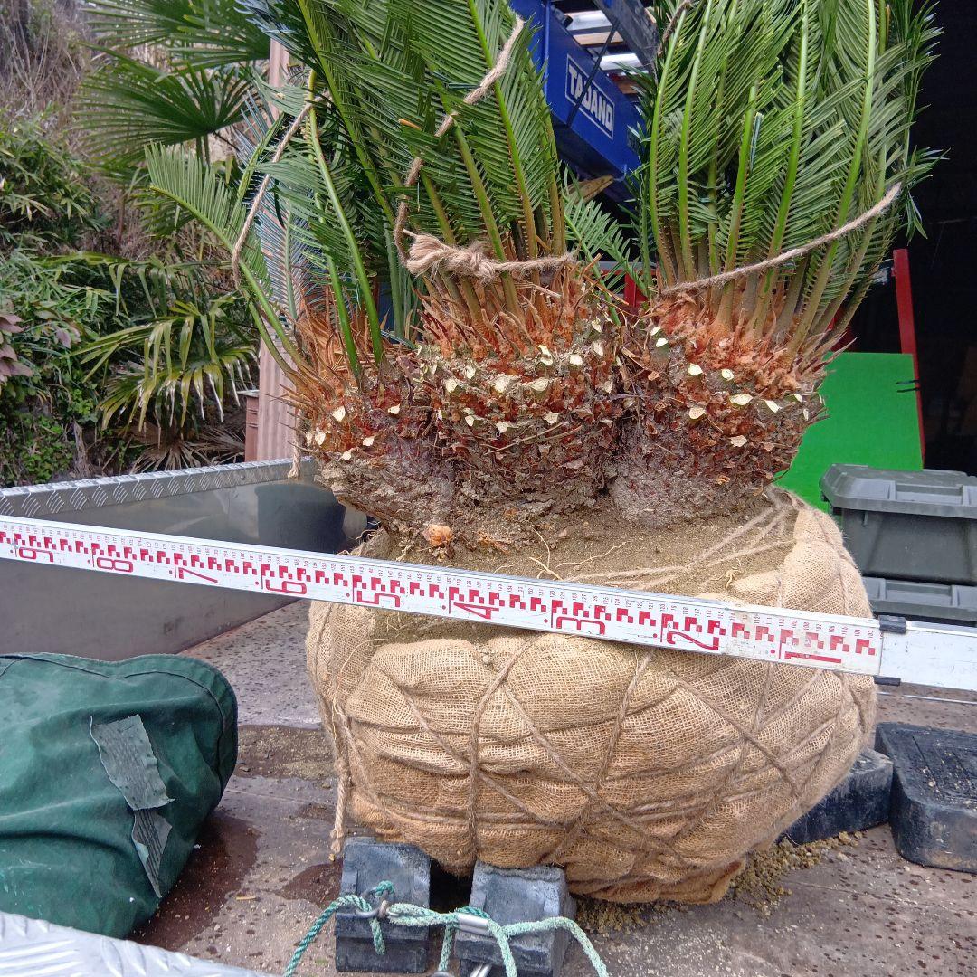 ソテツ（巨大株）インテリア用