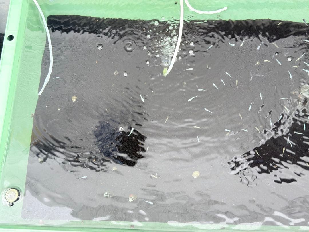 メダカ容器オーバーフロー水槽トロ舟80L 4個セットプラ舟 NVボックス メダカ