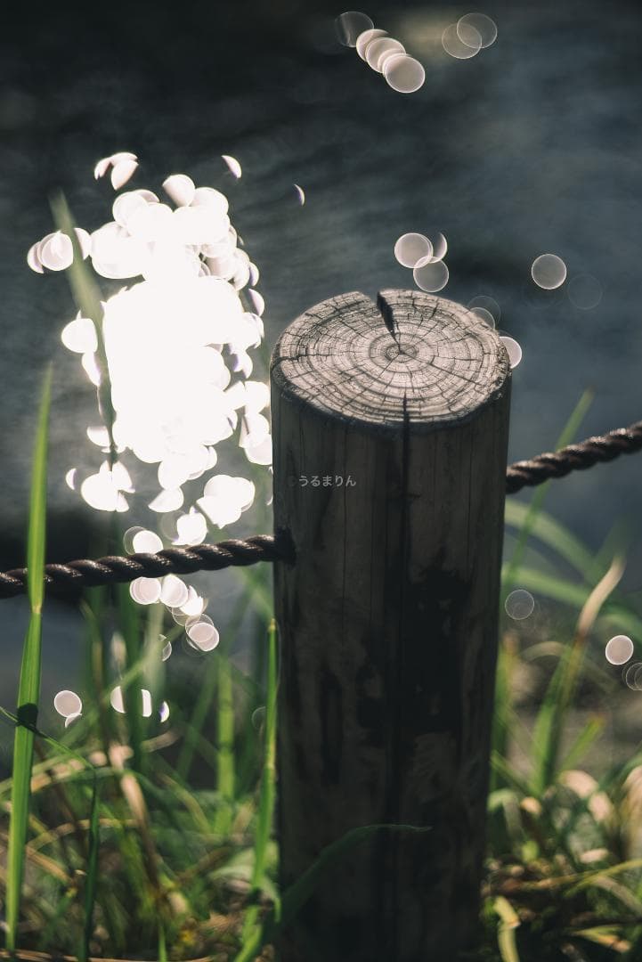 バブルボケ！Meyer TRIOPLAN 100mm F2.8 オールドレンズ