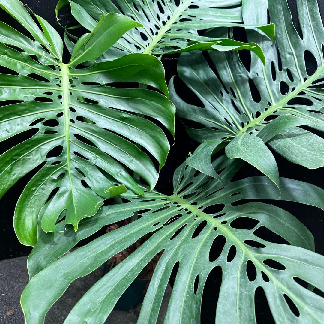 モンステラデリシオーサマクロコズム超希少系統鉢植え113㎝レア