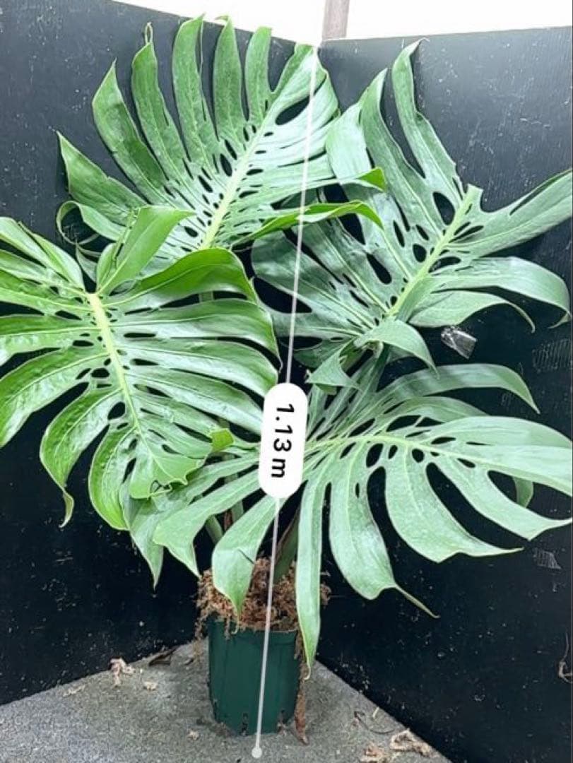 モンステラデリシオーサマクロコズム超希少系統鉢植え113㎝レア