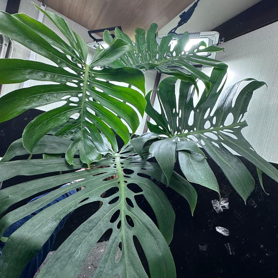 モンステラデリシオーサマクロコズム超希少系統鉢植え113㎝レア