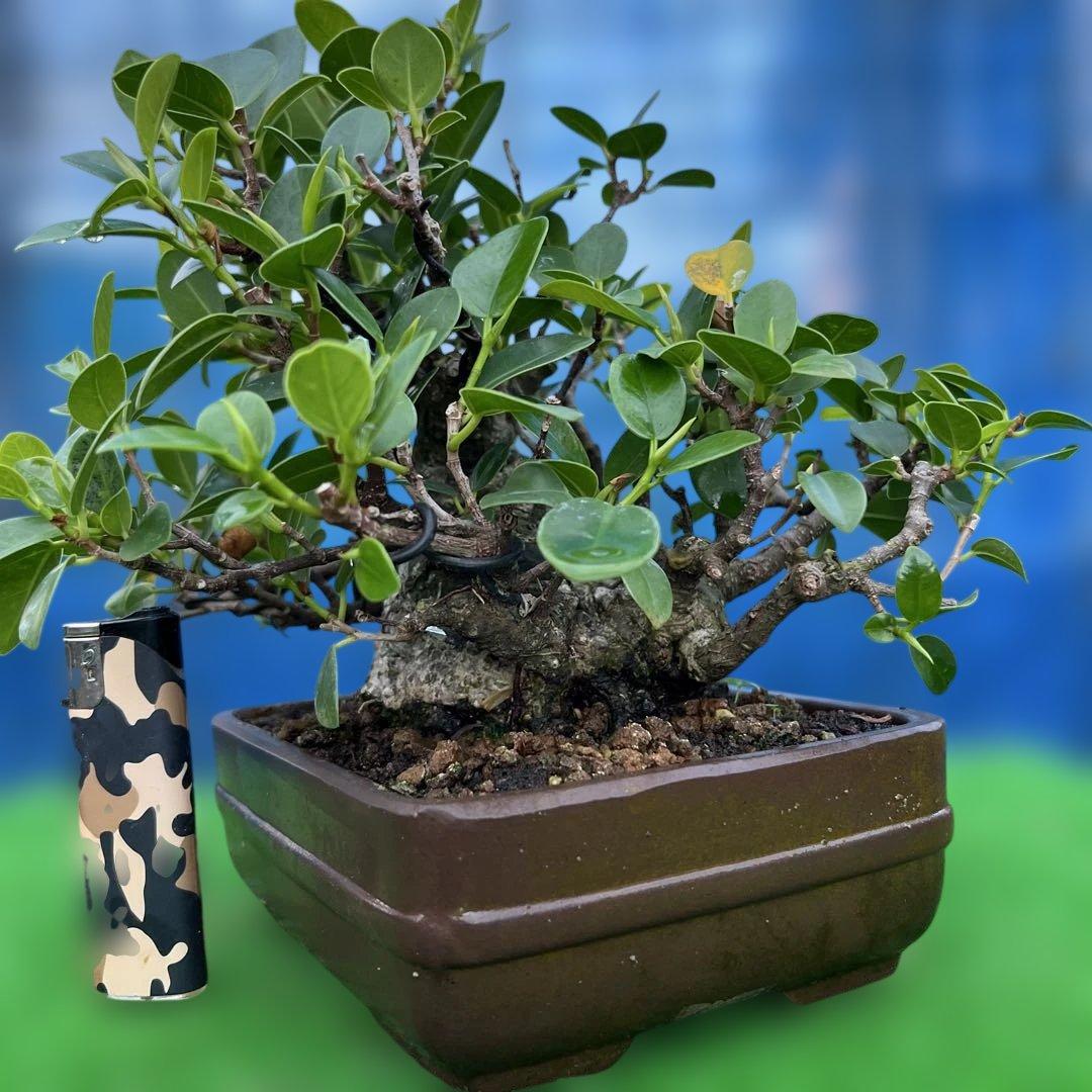 幸多き樹　ガジュマル盆栽 太い豊かな葉