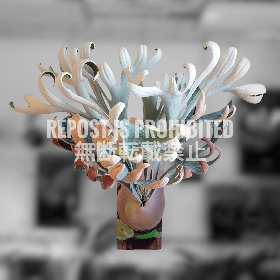 【ごりら】ビカクシダ White House 子株 株分け