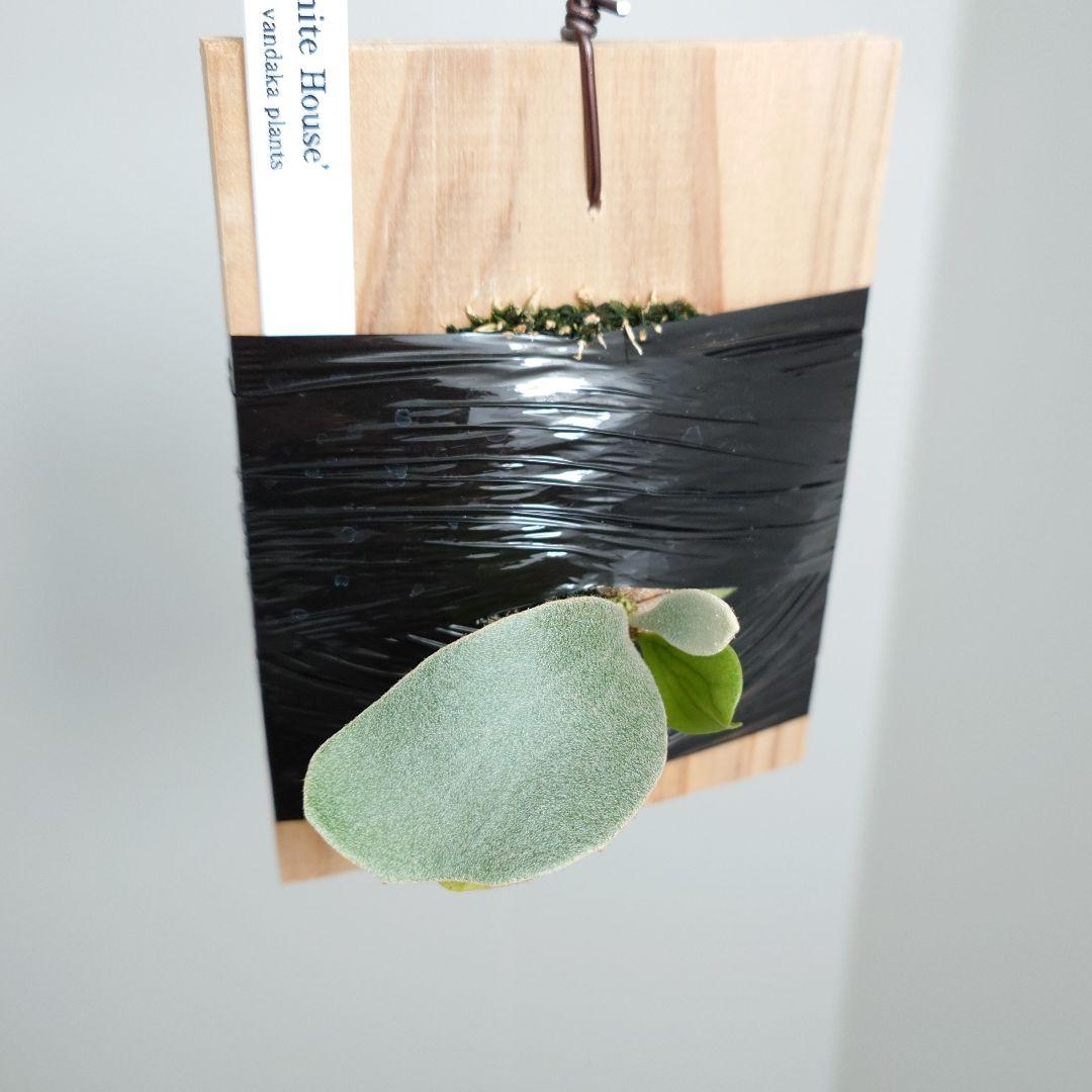 【ごりら】ビカクシダ White House 子株 株分け