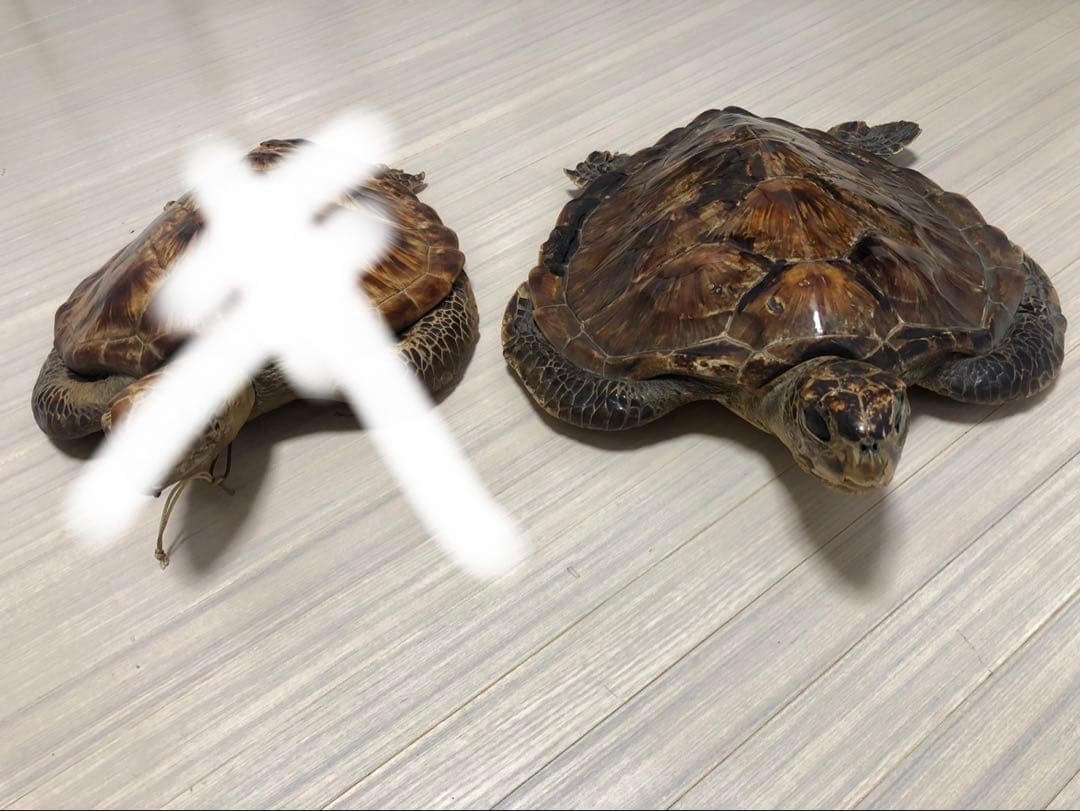 置物