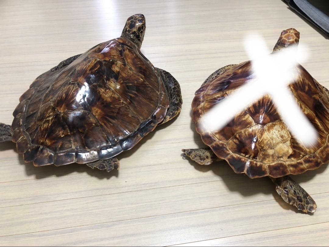 置物