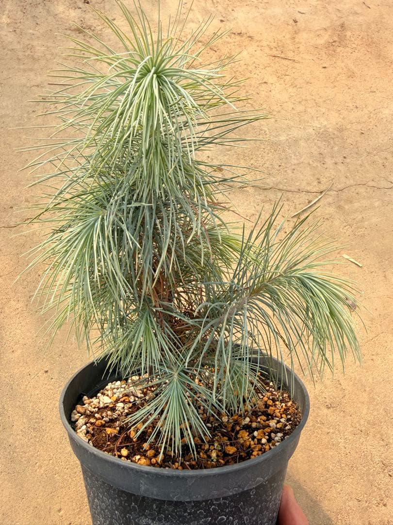 【希少・現品】マルチネス・ピニョン松 5号 ワイルド樹形