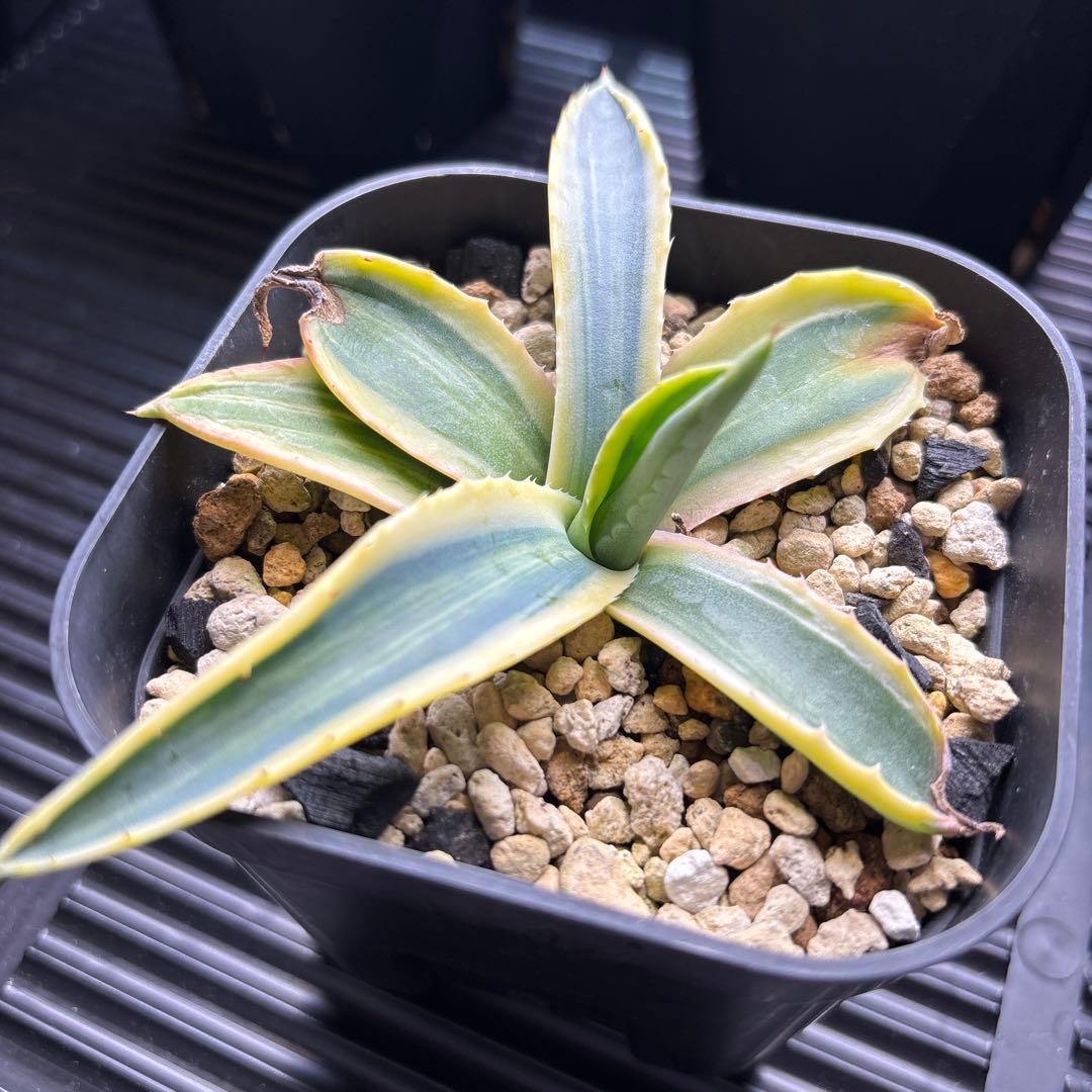 アガベ　アメリカーナ覆輪縞斑