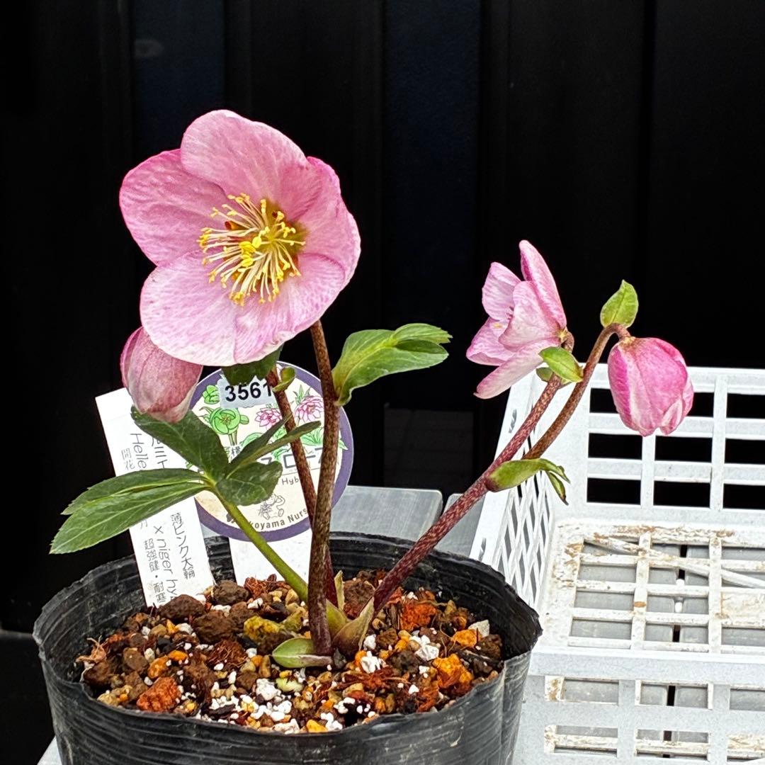 c*読様 3561☘️蕾花タグ付☘️希少品種☘️ロゼルミエール⭐️カラーチェンジ