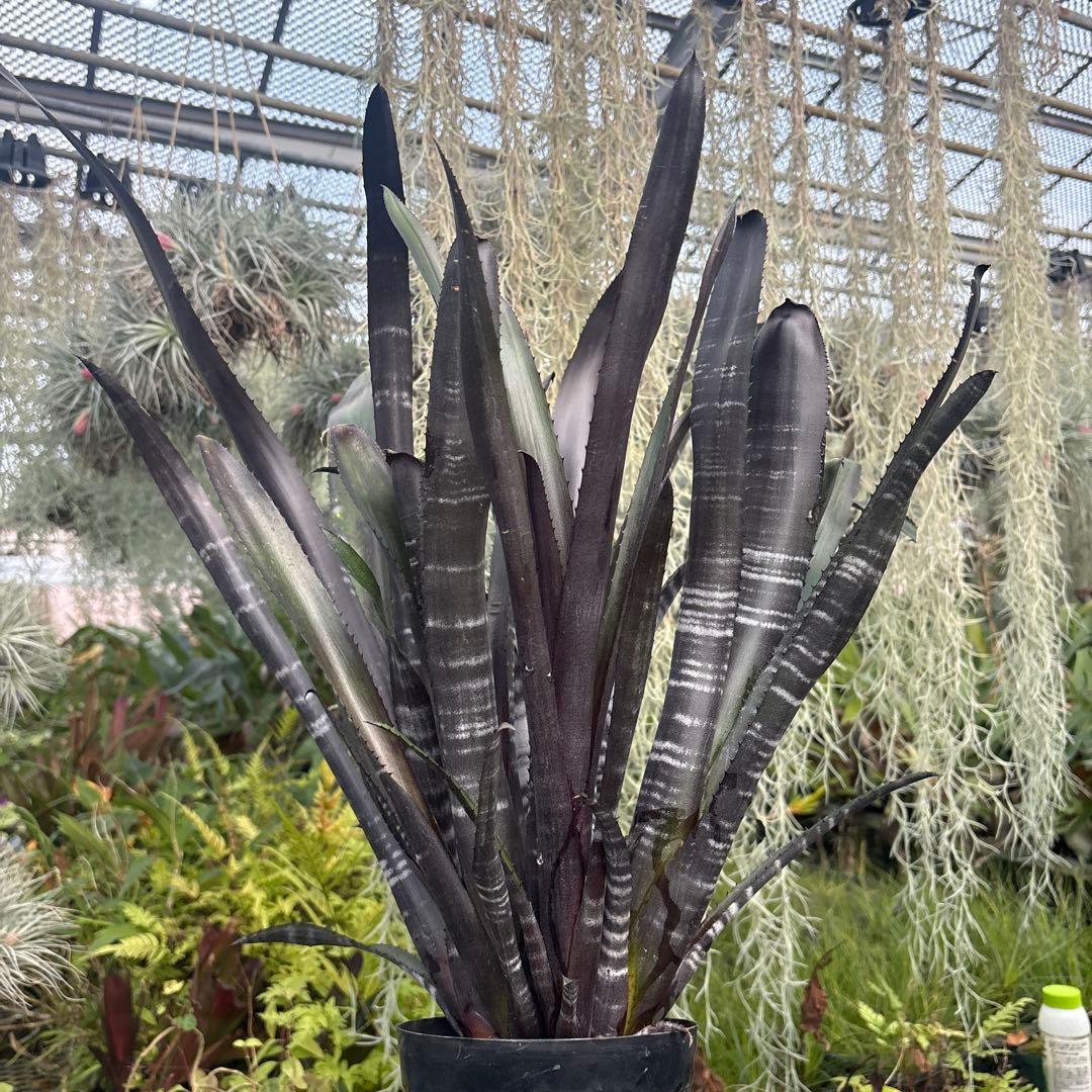 ビルベルギア　ダースベイダー① 特大株