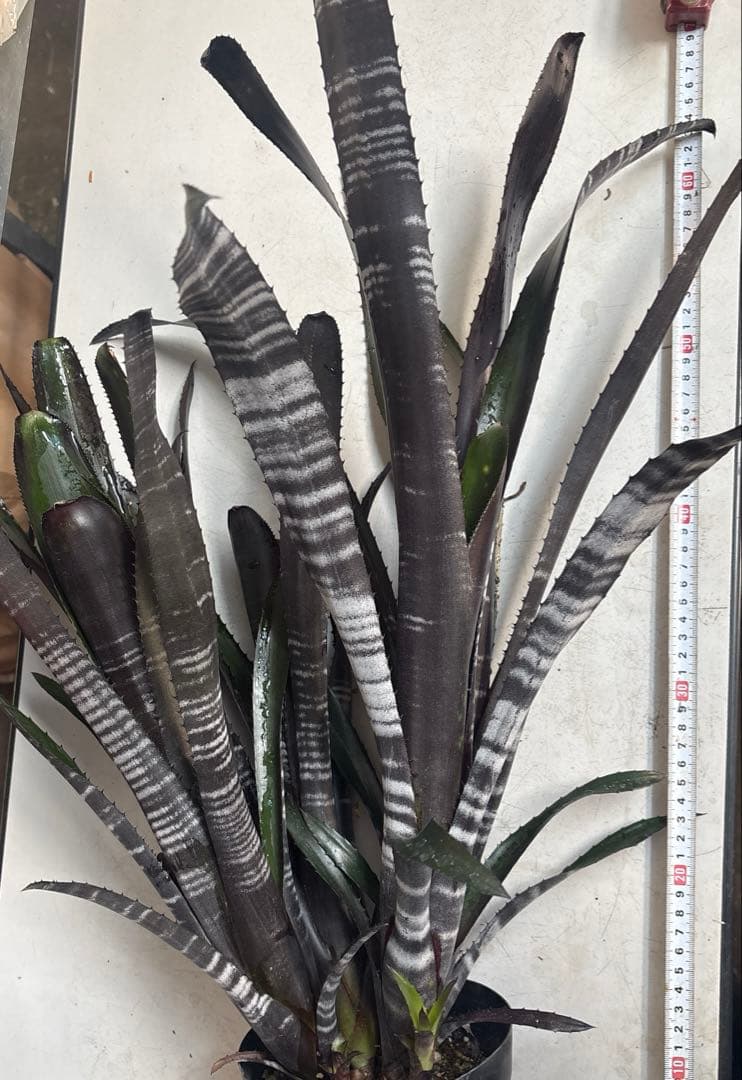 ビルベルギア　ダースベイダー① 特大株