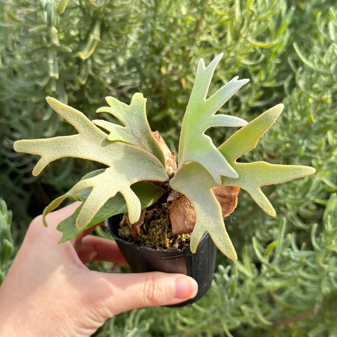 P. willinckii ’Jenny’ TC 2150