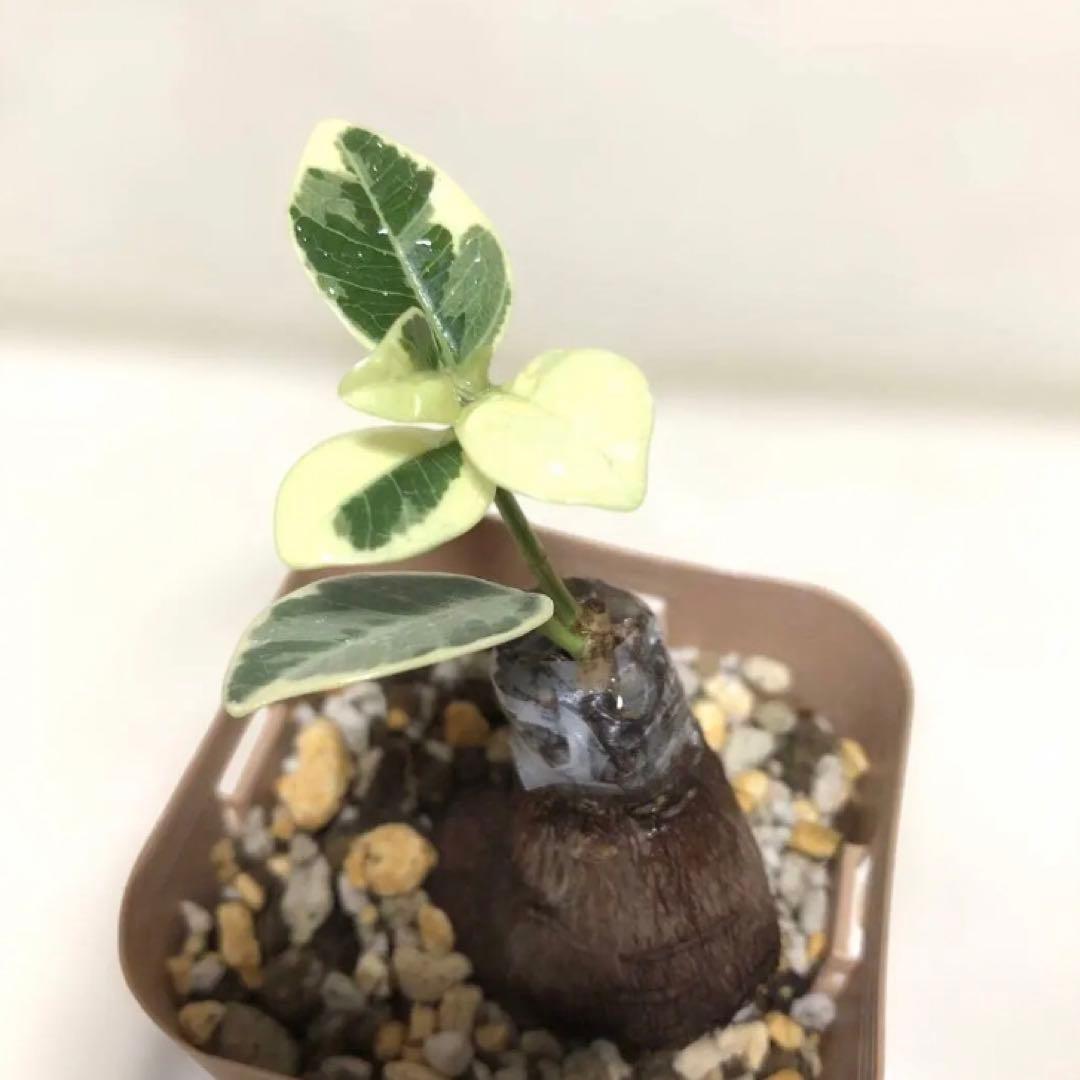 【mg.gm 】パンダ　ガジュマル　斑入り　2個セット