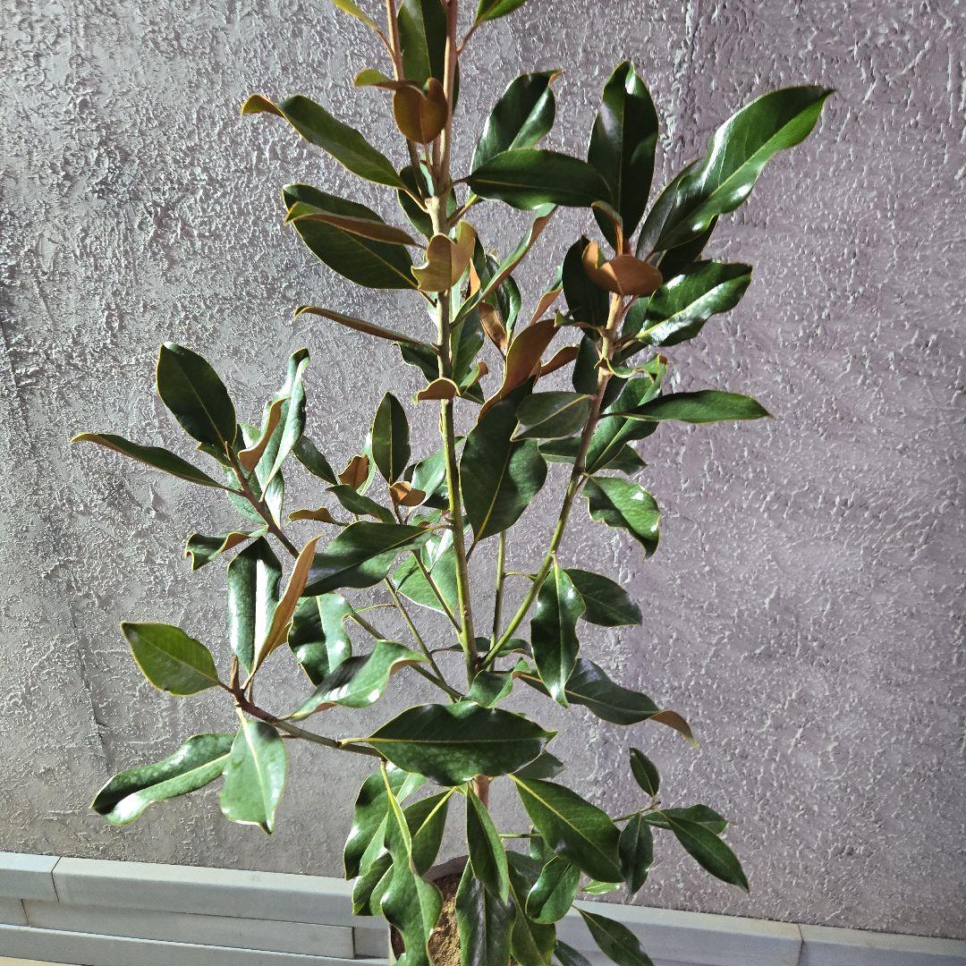 ⑤　タイサンボク　「リトルジャム」　特大苗木最高等級極上品‼️