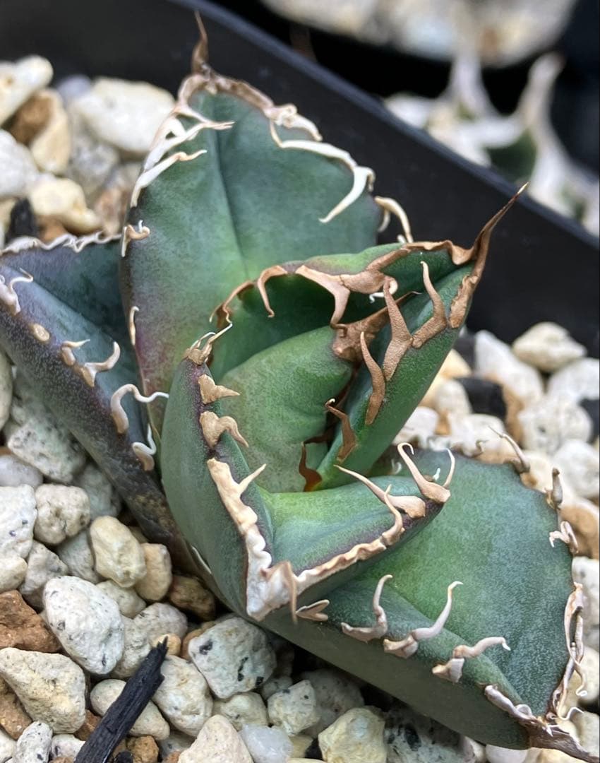 【とら】アガベ 正規スーパーチタノタCACTUS GREEN産　OC子株