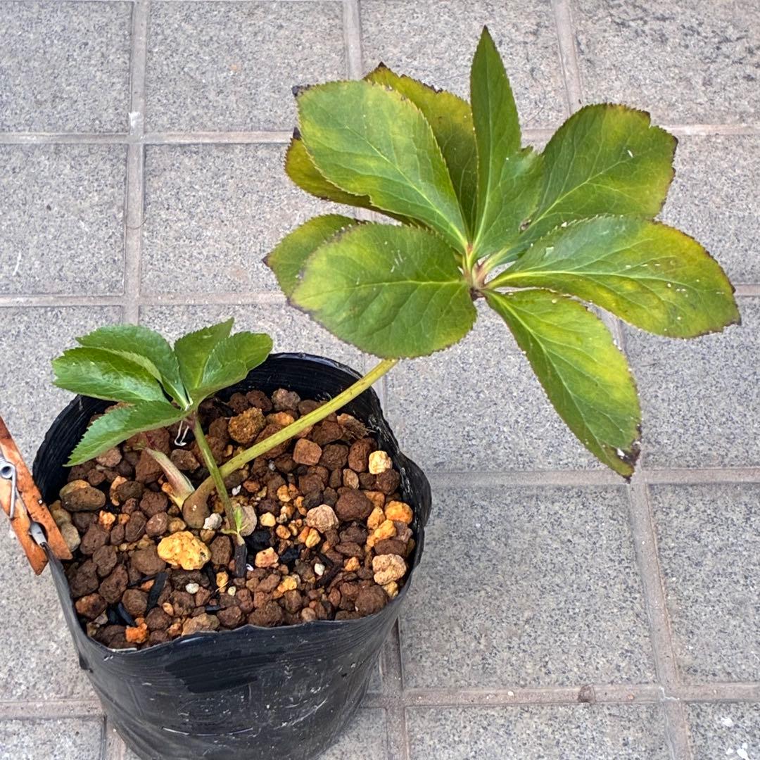 も*子様 ☘️ラスト2☘️開花株❤️根パンパン❤️沢山新芽元気株3274⭐️極上