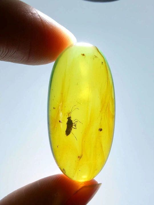 アンバー 琥珀 カメムシ 昆虫  コレクション 天然石 虫入り 価値上がる