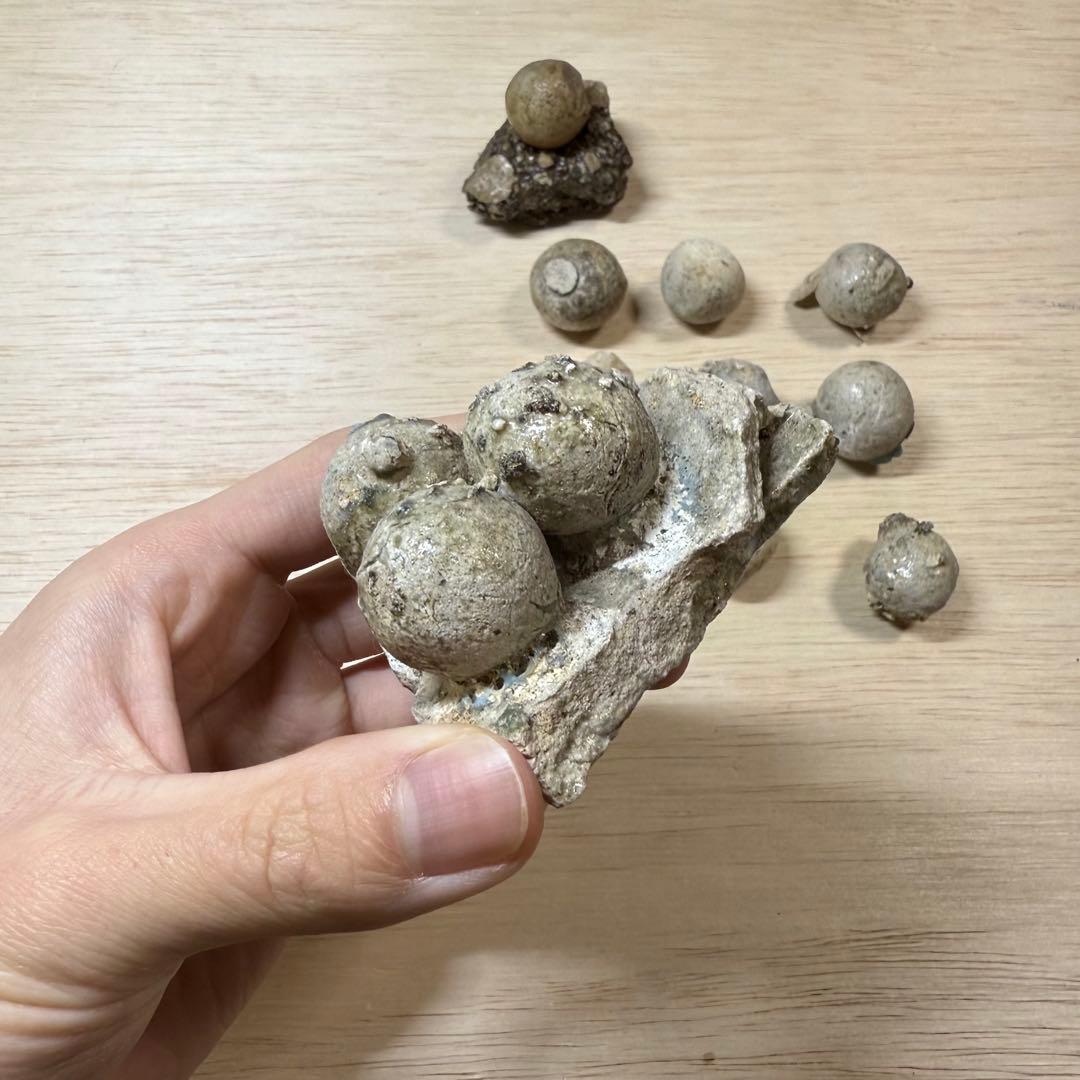 古瀬戸 陶丸 鎌倉時代 室町時代 陶片 発掘品 古常滑 古美濃 古美術 骨董品