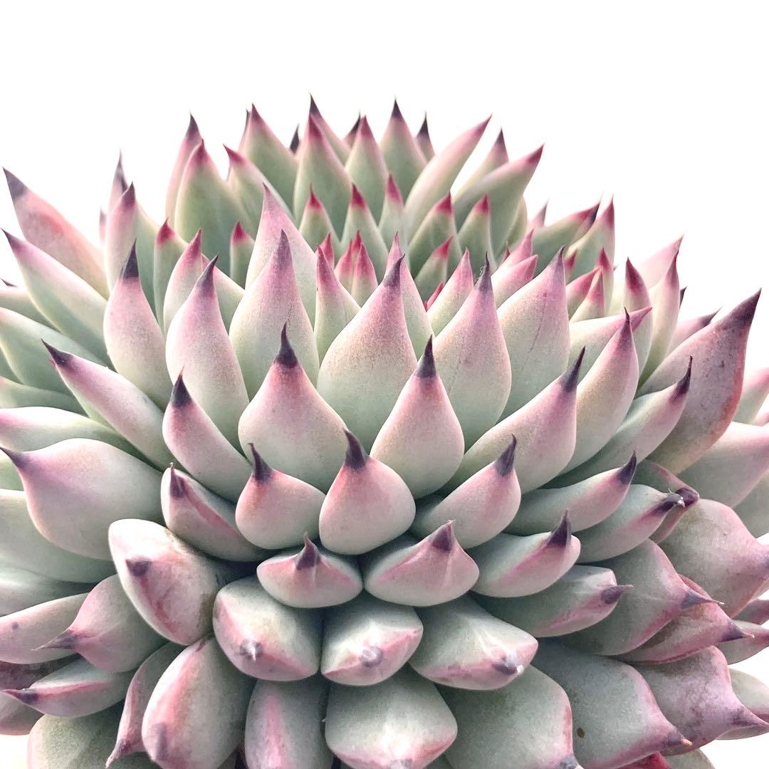 【激レア綴化苗】ミックスベリア 紫紺の矢 多肉植物 おらいさん 自家繁殖苗