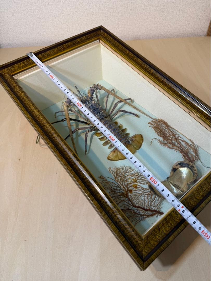 伊勢海老　置物　縁起物　海老