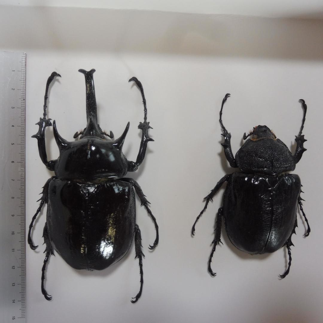 マルスゾウカブトの雌雄標本　額入り