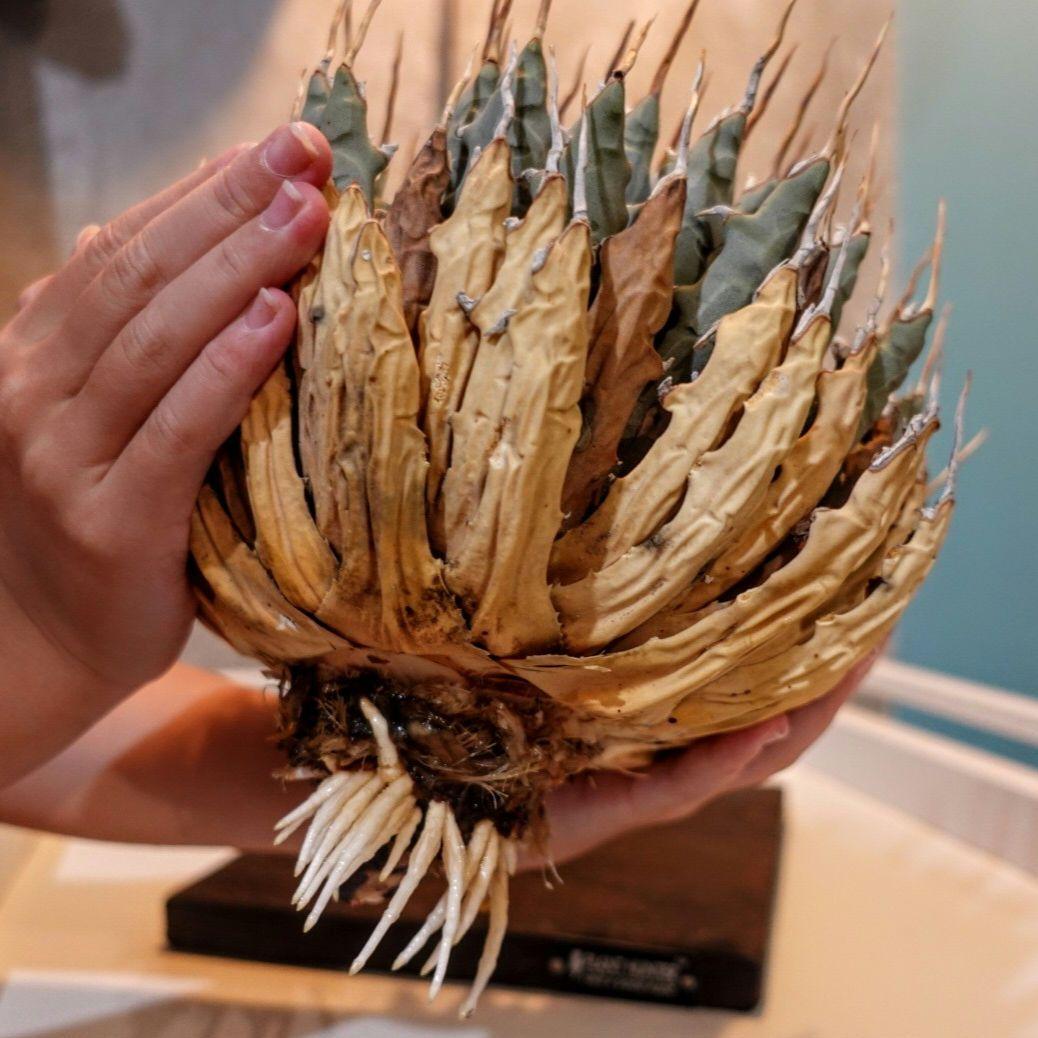 【7号XXXLサイズ】発根屋史上最大級・最高のエボリスピナ・発根済の陽炎株