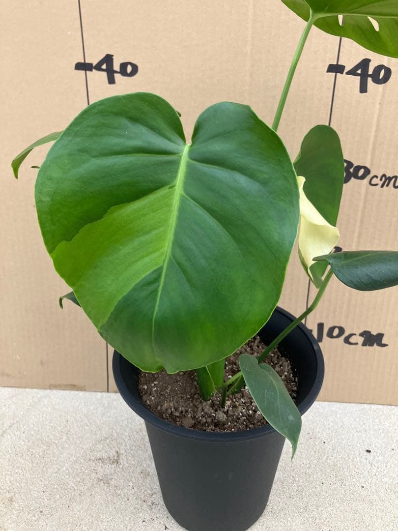 モンステラ斑入り　デリシオーサ実生株　2鉢セット