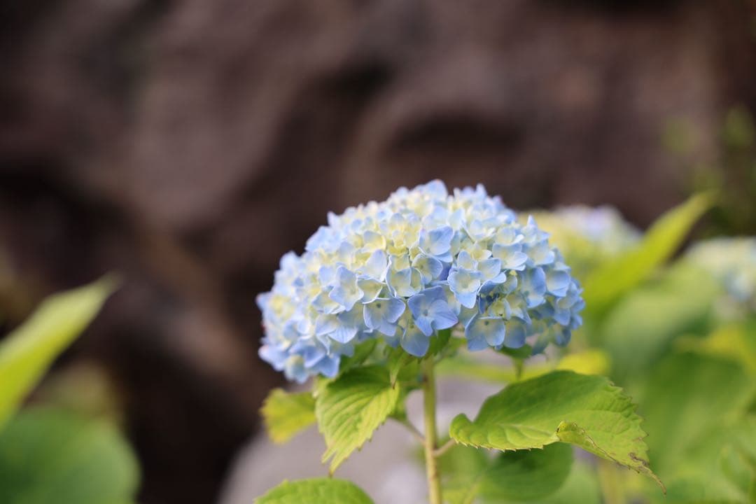 【値引済み】EOSR8とRF24-105 Ｌ　F4