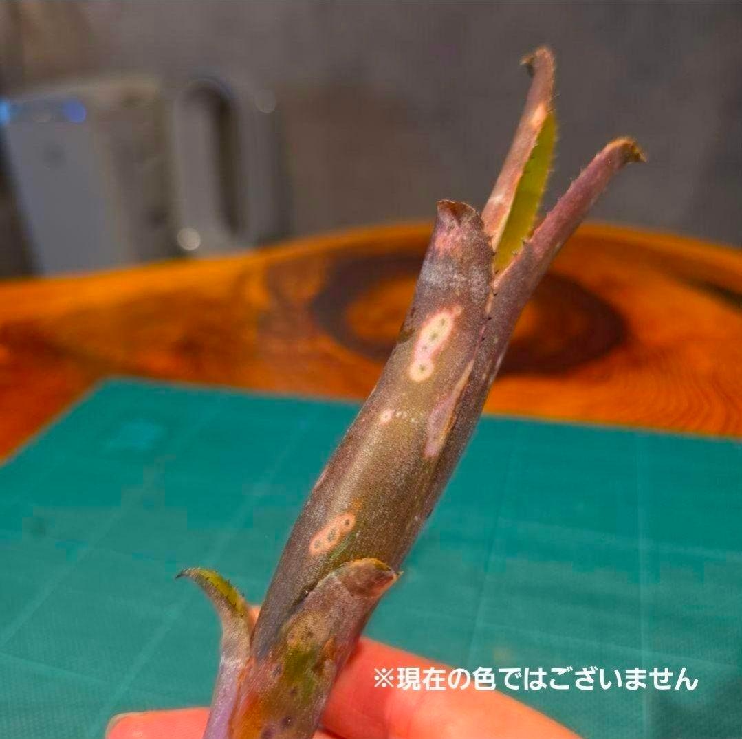 【ビルベルギア ディッピンドッツ】孫株出そうな突起付き♪発根済♪タンクブロメリア