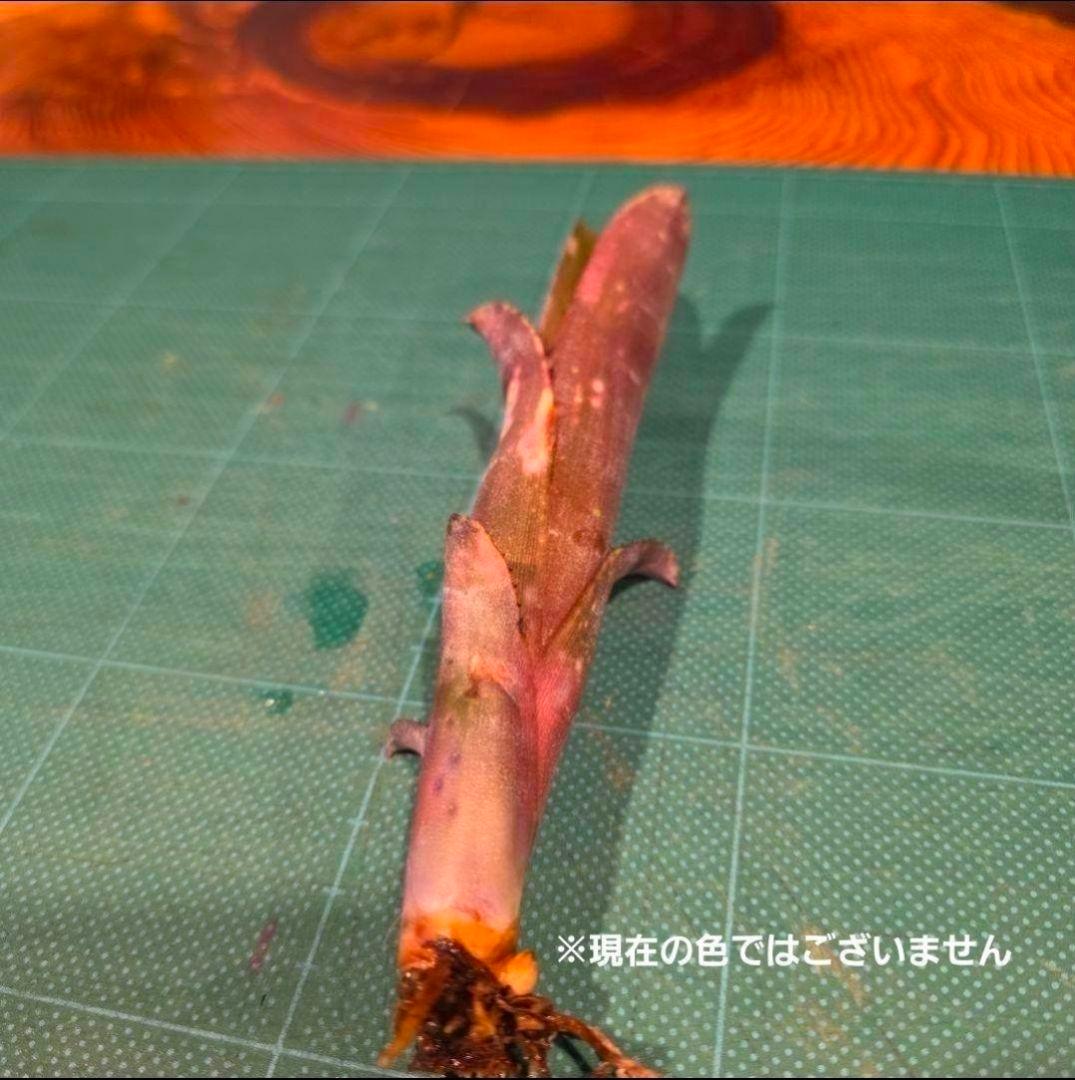 【ビルベルギア ディッピンドッツ】孫株出そうな突起付き♪発根済♪タンクブロメリア