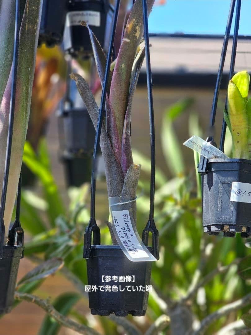 【ビルベルギア ディッピンドッツ】孫株出そうな突起付き♪発根済♪タンクブロメリア