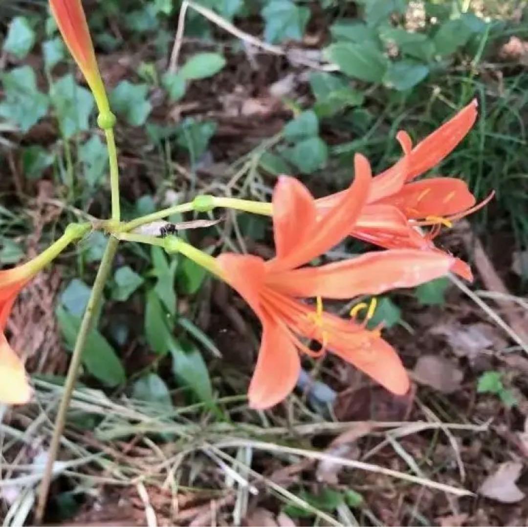 2個 キツネノカミソリ 球根 2個 オレンジ色の花 可愛らしい 小さめの花