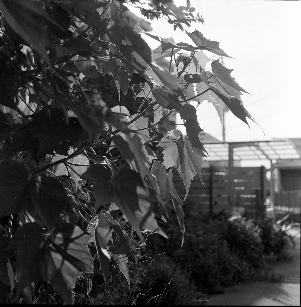 【整備済完動品】作例あり　Minolta Autocord