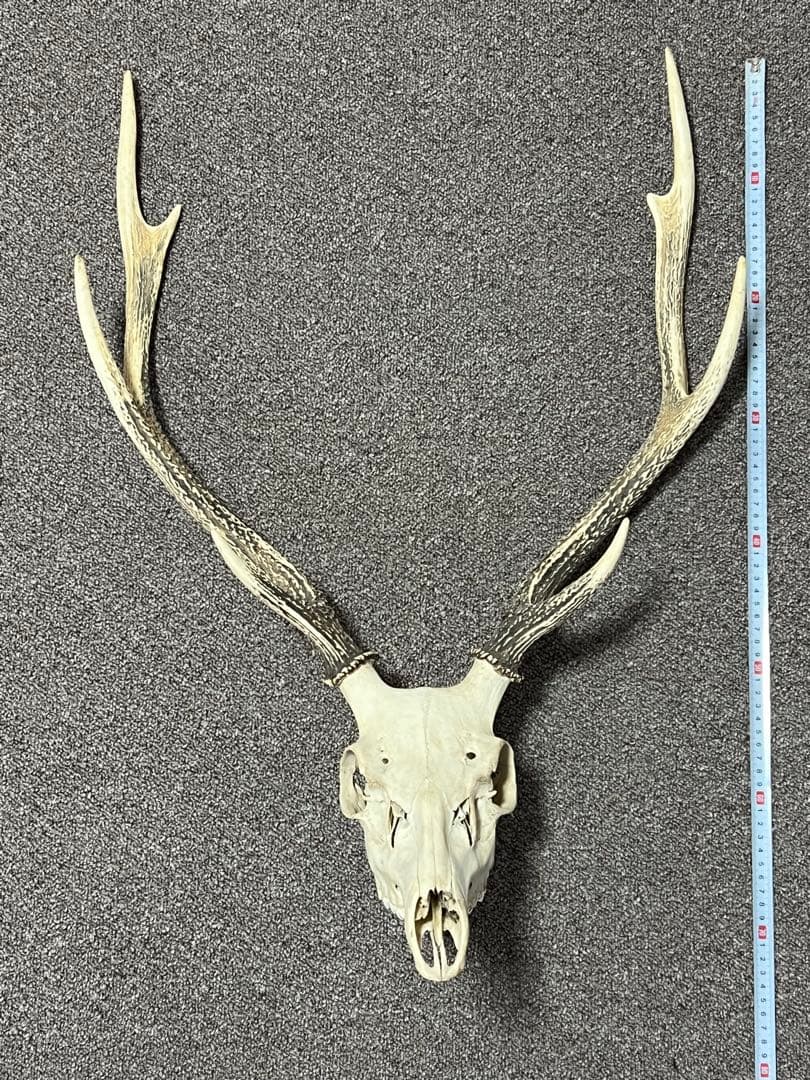 ニホンジカ 鹿の角 頭蓋骨 インテリア ハンティングトロフィー
