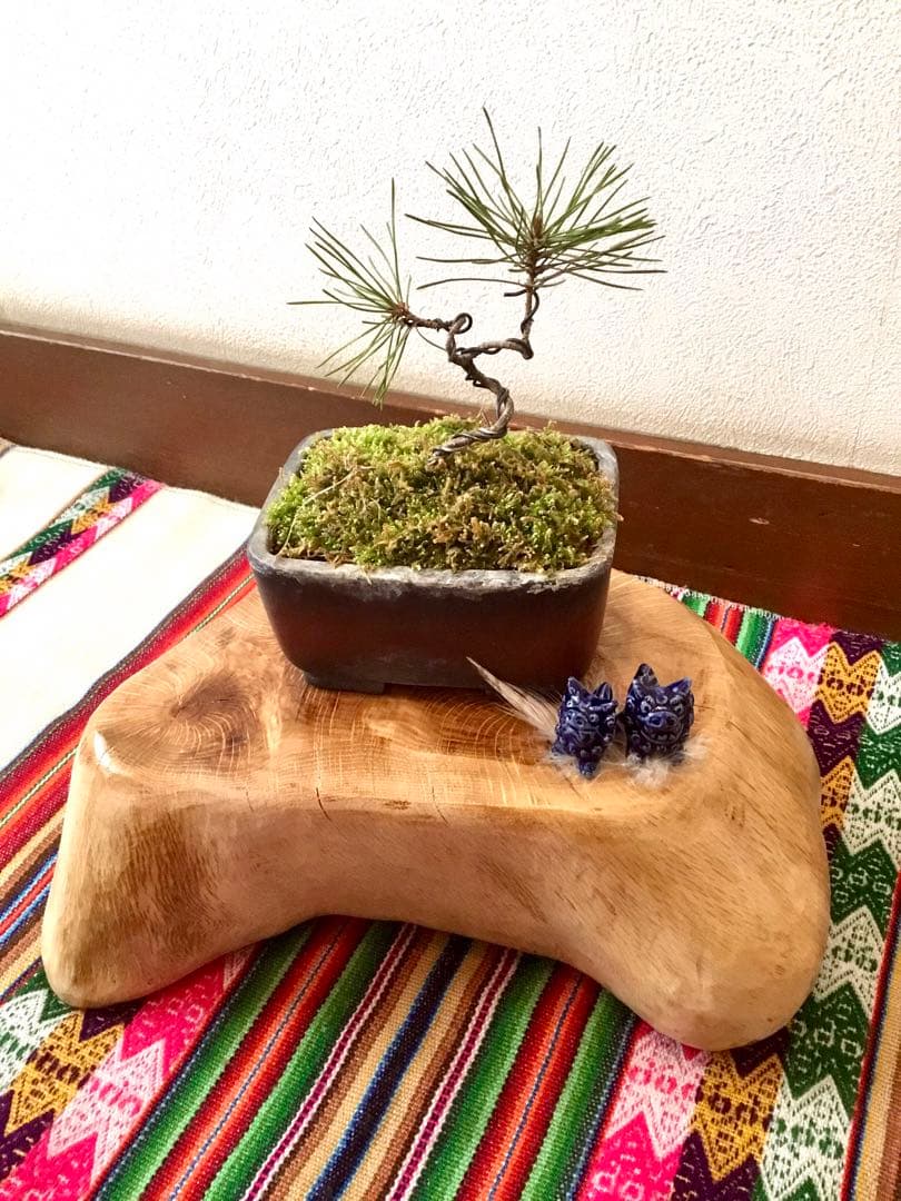盆栽/天然赤松/里山自生の赤松で丁寧に作りました