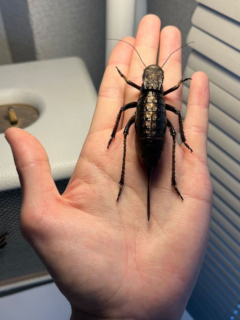 【88mm♀】ヨロイコロギス Bradyporus リオック 直翅類 標本