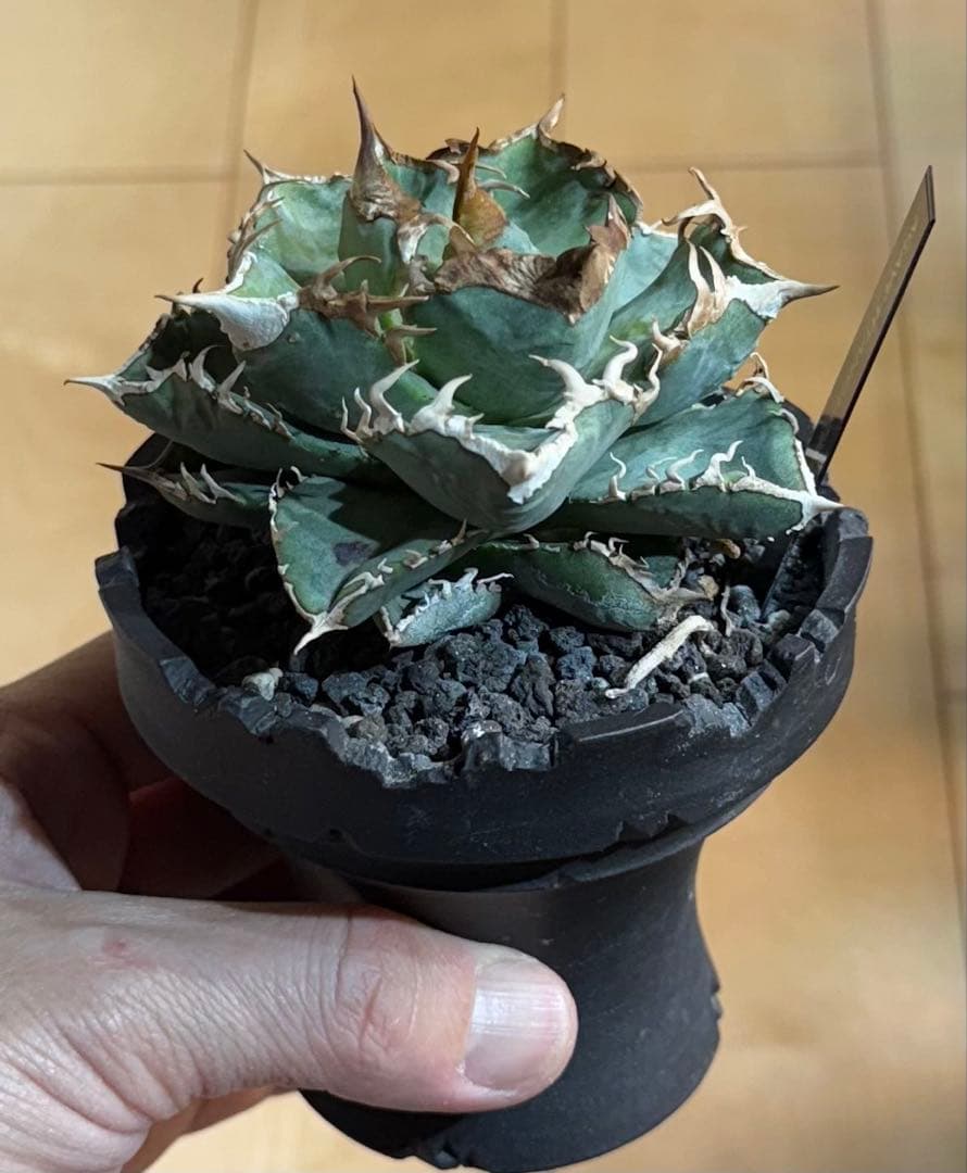 【鉢ごと親株発送】アガベ チタノタ 清櫻 活着済【極幅バンド・丸型・コンパクト