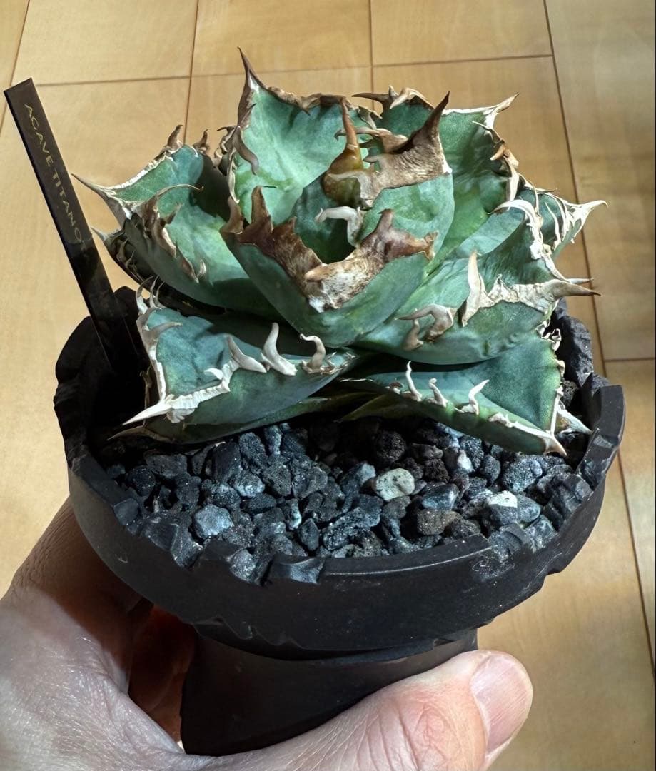 【鉢ごと親株発送】アガベ チタノタ 清櫻 活着済【極幅バンド・丸型・コンパクト