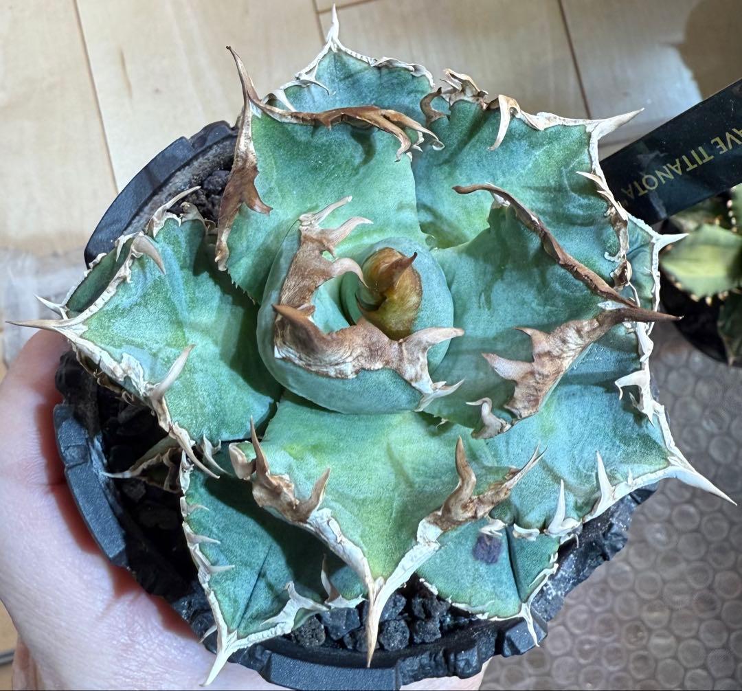 【鉢ごと親株発送】アガベ チタノタ 清櫻 活着済【極幅バンド・丸型・コンパクト