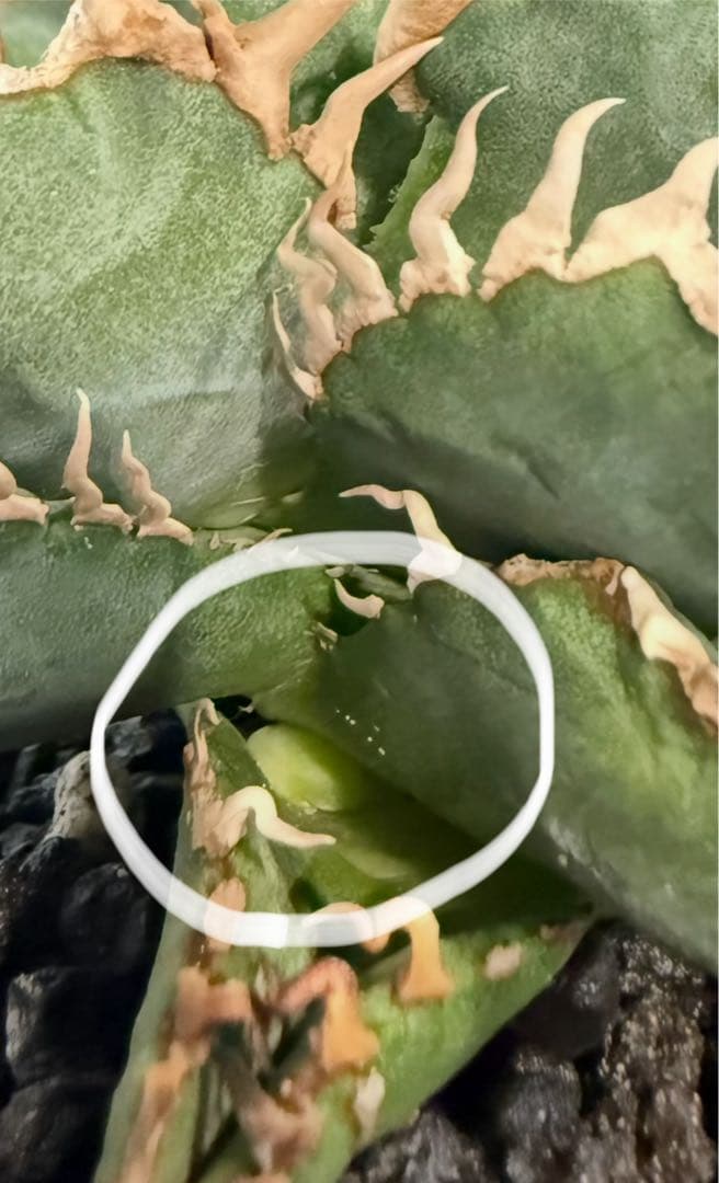 【鉢ごと親株発送】アガベ チタノタ 清櫻 活着済【極幅バンド・丸型・コンパクト