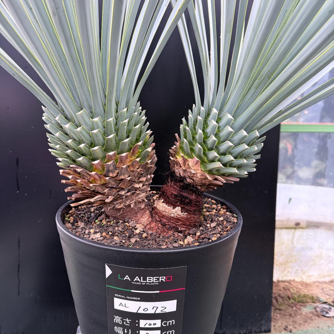 【AL1072】ユッカ　LA ALBERO　Ver.リギダ