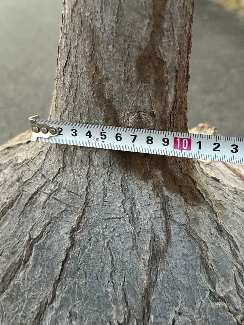 最終価格 希少♪大型 特大株♪ トックリラン ポニーテール ノリナ