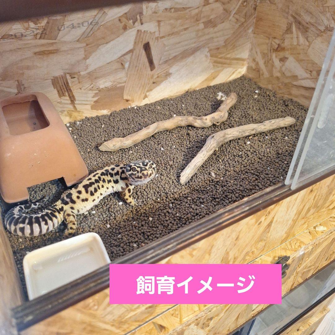 【セット割】OSB 木製ケージ450(未使用)2個セット