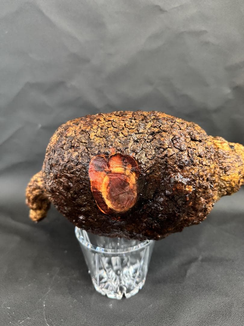 オペルクリカリアパキプス　ベアルート