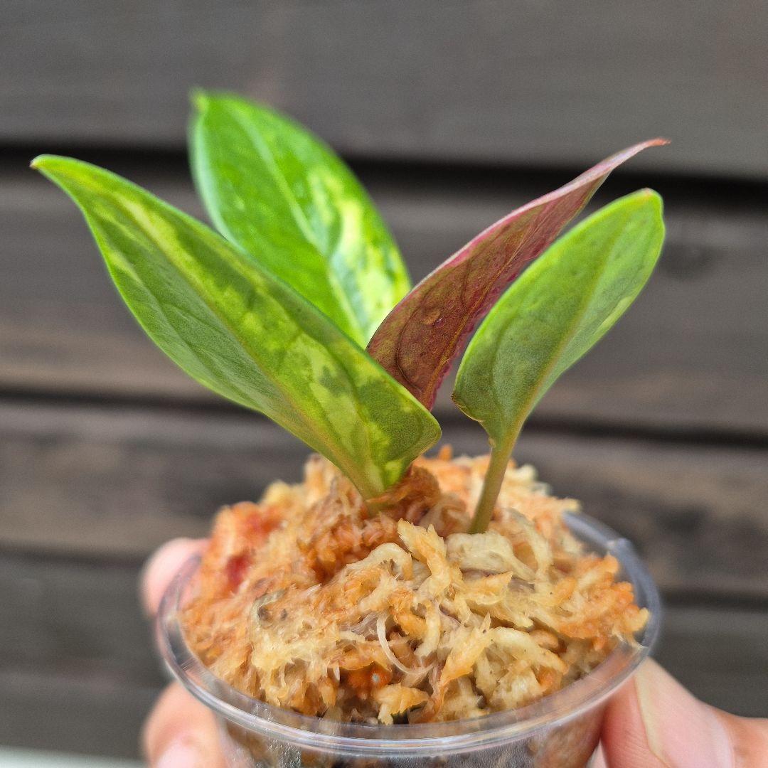 アンスリウム　ジェンマニー　斑入り