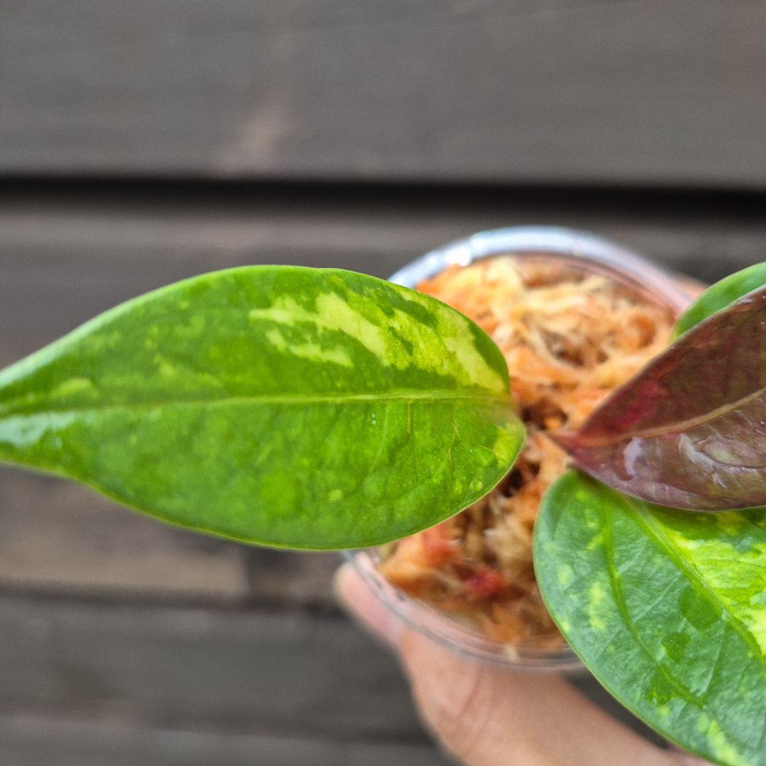 アンスリウム　ジェンマニー　斑入り