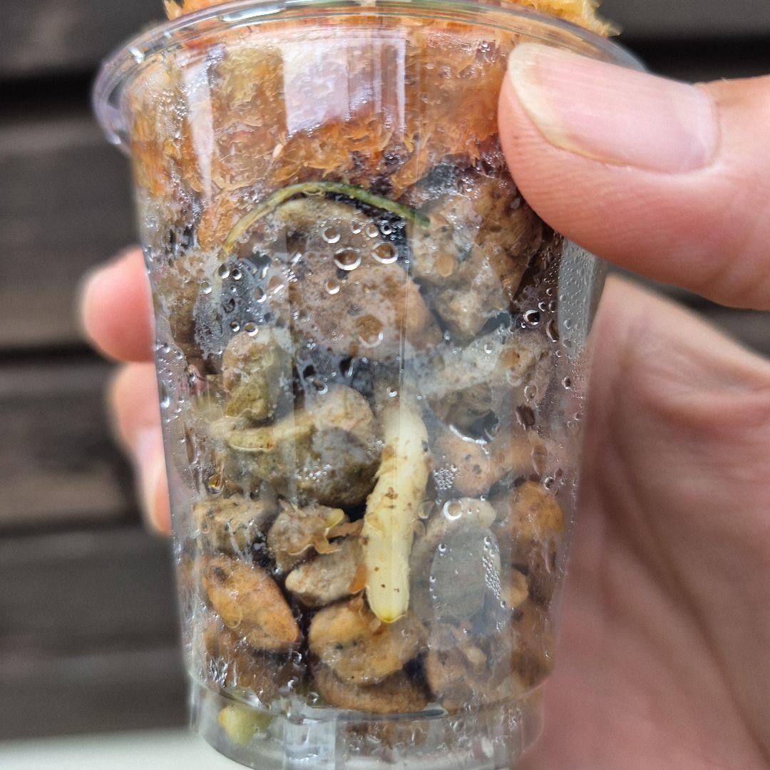 アンスリウム　ジェンマニー　斑入り