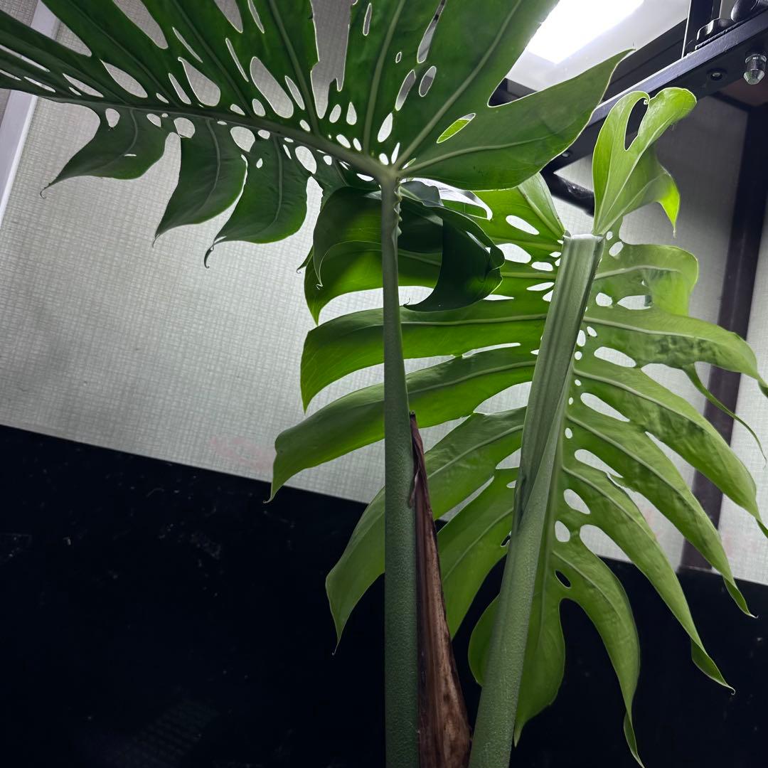モンステラデリシオーサマクロコズム大型葉超希少系統鉢植え
