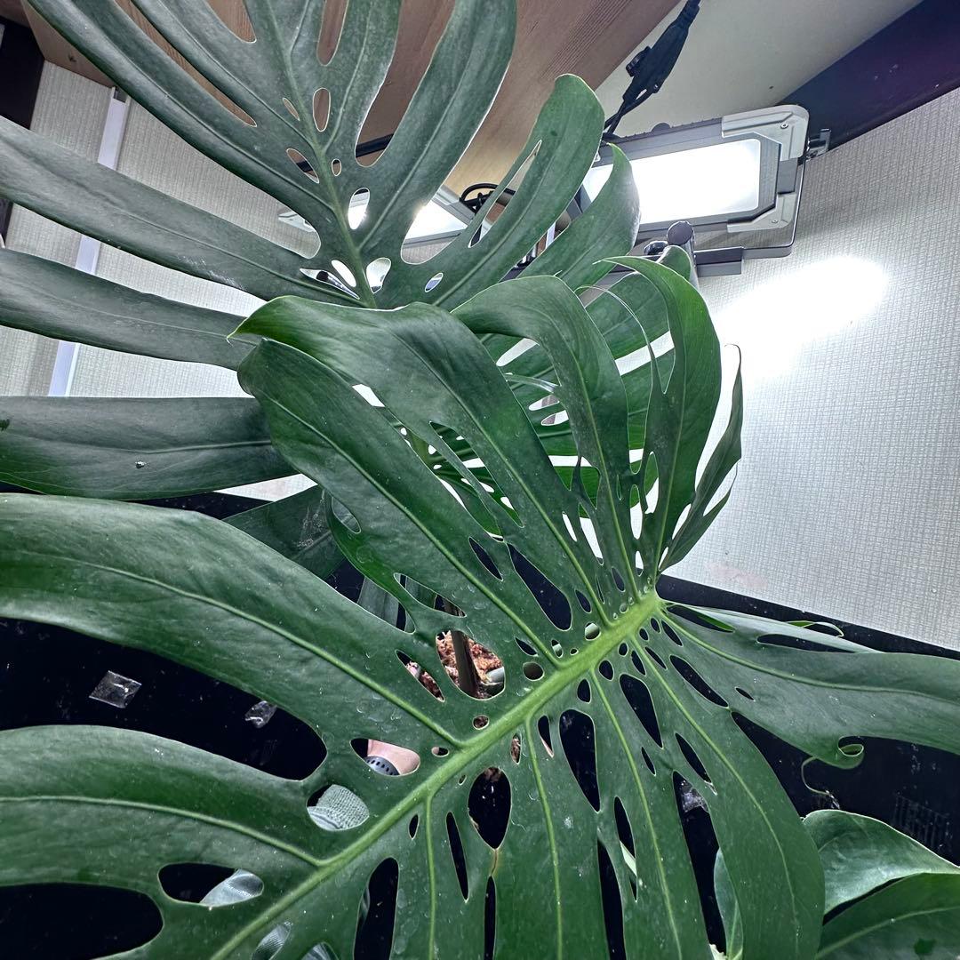 モンステラデリシオーサマクロコズム超希少系統鉢植え76㎝